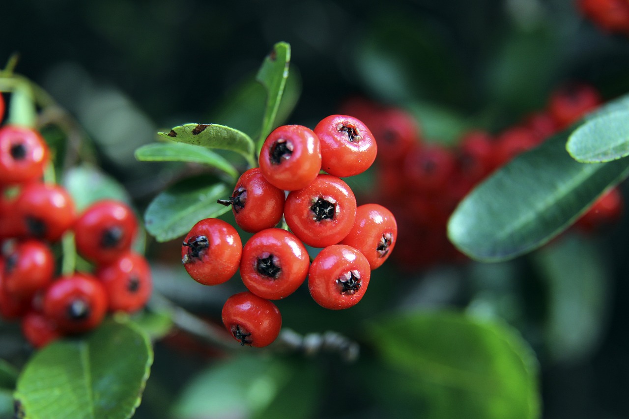 探讨篮网的 探讨篮网的